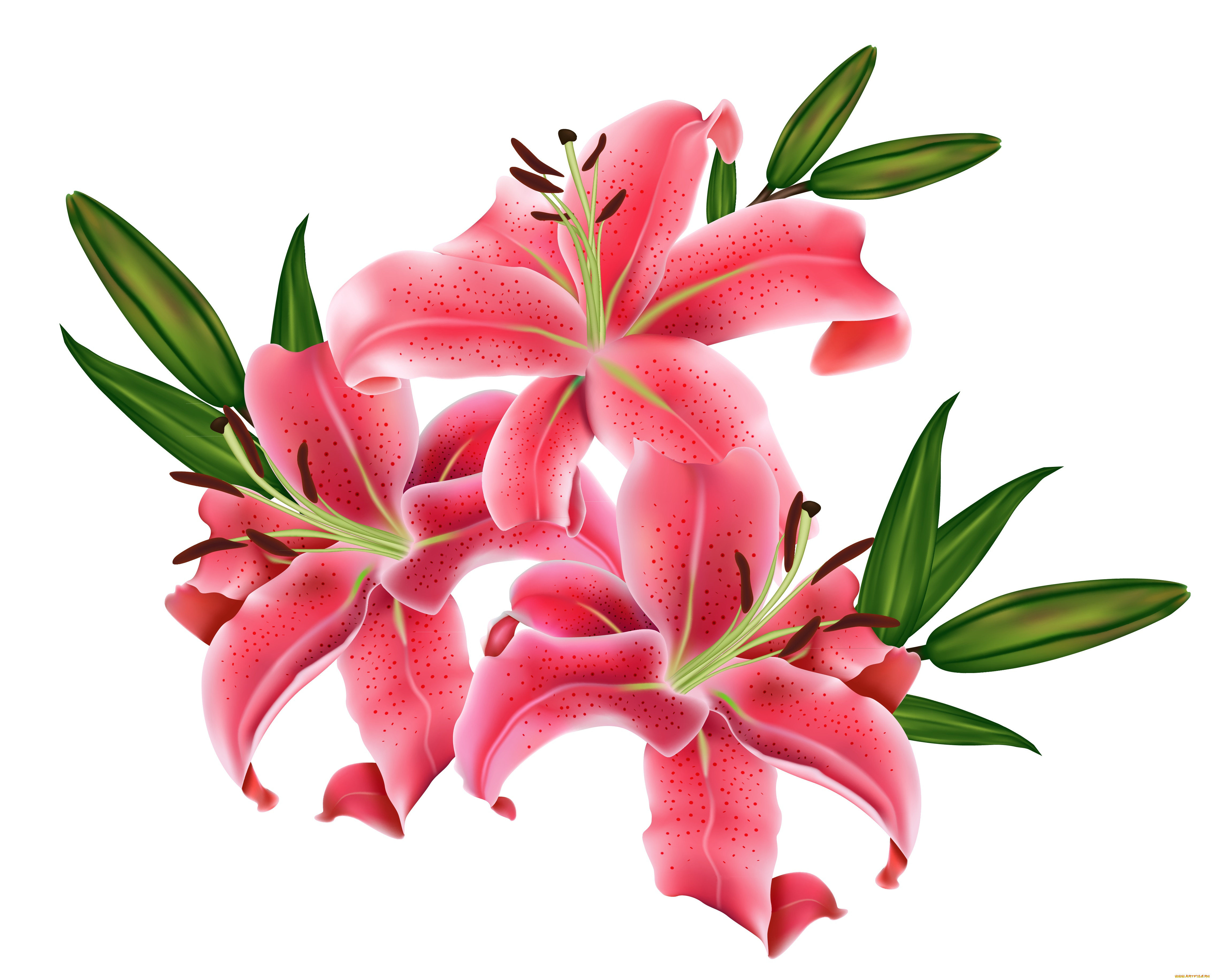  ,  , flowers, , , 